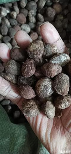 [桐籽桐籽 贵州农副土特产品桐油籽化工原料油桐子干货产地种子直发价格3.5斤